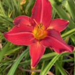 2016-003-01