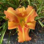 2016-004-01