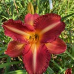 2016-005-03