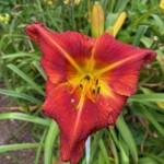 2016-067-01