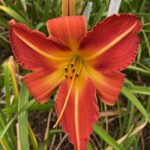 2016-002-03