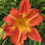 2016-005-01