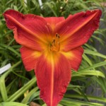 2016-006-01