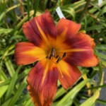 2019-004-01